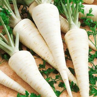 Radice di Prezzemolo Cukrowa - Delicata e resistente alla lignificazione - 50 g