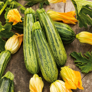 Zucchino Lajkonik - Raccolti abbondanti in poco tempo - 100 g