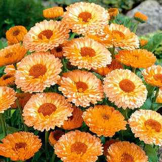 Pot Marigold Pink Surprise - Beautifully Blooming Until Late Autumn - Calendula officinalis - Premium Seeds