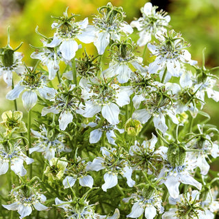Cumino nero - Mellifera e benefica per le api - Nigella sativa - Busta Grande - 100 g - Semi Premium