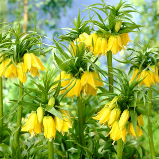Fritillaria imperialis - Giallo - Maestose infiorescenze