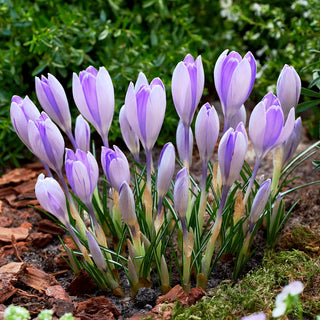 Crocus - Vanguard - Fiori bianchi e viola - 10 bulbi