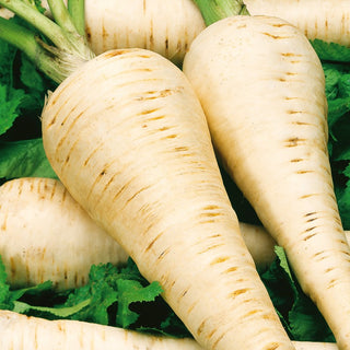 Parsnip Halflong White - High-Yielding Variety, Ideal for Winter Storage - Pastinaca sativa - Premium Seeds