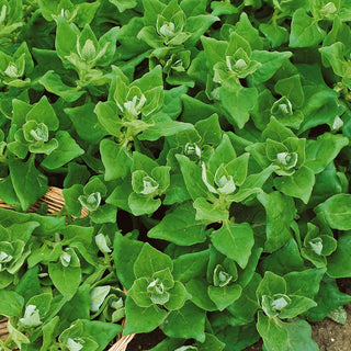 New Zealand Spinach - Tasty, Meaty Leaves, Ideal for Summer Harvest, Trailing Stems - Tetragonia tetragonioides - Premium Seeds