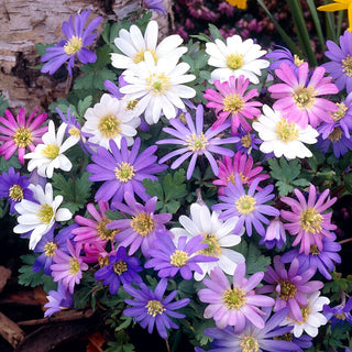 Anemone blanda - Miscela di colori - Facile da coltivare e poco esigente - 8 bulbi