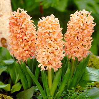 Giacinto - Gipsy Queen - Hyacinthus - Porta in giardino un'atmosfera gioiosa - 3 bulbi