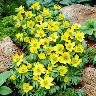 Eranthis cilicica - Annuncio di primavera dal giallo intenso - 5 bulbi