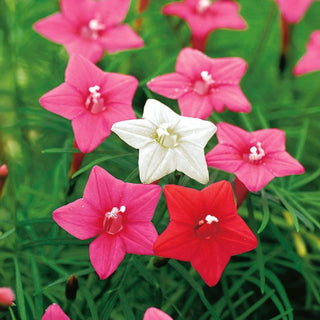 Ipomoea pennata - Miscuglio - Rampicante spettacolare fino a 3 metri - Ipomoea pennata