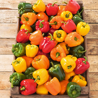 Sweet Pepper Mixed - Healthy Snacks, Perfect for Fresh Consumption and Preserves - Premium Seeds