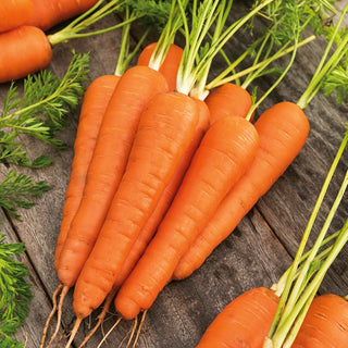 Carota Koral - Resa costante e resistenza - 50 g