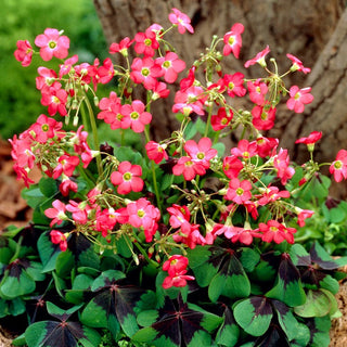 Oxalis deppei - Delicato ornamento da giardino - 25 bulbi