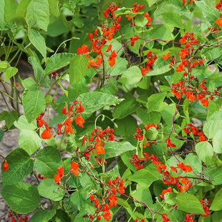 Scarlet Runner Bean - Multicoloured Annual Climber, Perfect for Pergolas and Fences - Phaseolus coccineus - Premium Seeds