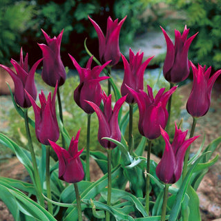 Tulipano - Burgundy - Tulipa - Accento deciso in ogni composizione - 5 bulbi