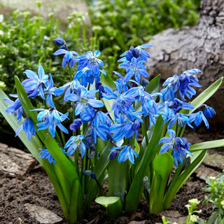 Scilla siberica - Blu intenso - 10 bulbi