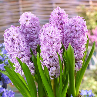 Giacinto - Splendid Cornelia - Hyacinthus - In tonalità viola lilla - 3 bulbi