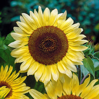 Girasole Lemon Queen - Portamento ramificato, resistente alla siccità - Helianthus annuus - Busta Gigante - 1 kg