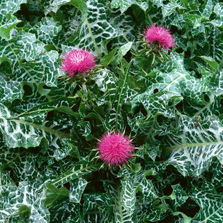 Cardo mariano - Pianta preziosa resistente alla siccità - Silybum marianum - Busta Grande - 100 g - Semi Premium