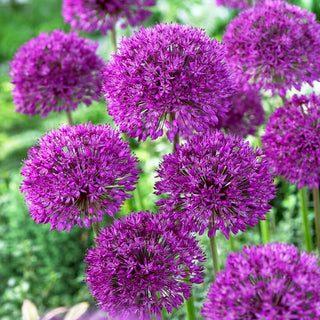 Allium - Purple Sensation - Viola intenso - 3 bulbi