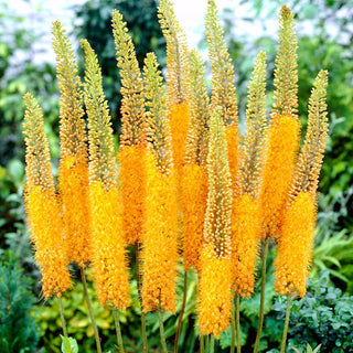 Eremurus - Pinokkio - Fiamma gialla che domina l’estate