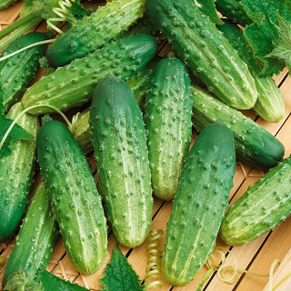 Cetriolino Octopus F1 - Ideale per conserve e consumo fresco - 100 g