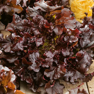 Leaf Lettuce Red Salad Bowl - Decorative and Tasty, Super Productive and Easy to Grow - Premium Seeds