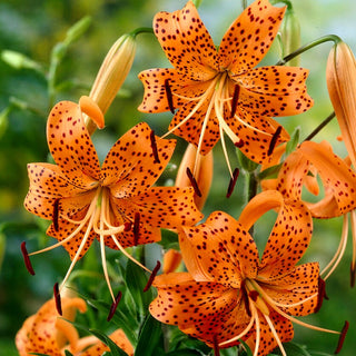 Giglio tigrato - Tigrinum - Lilium - Arancione intenso brillante