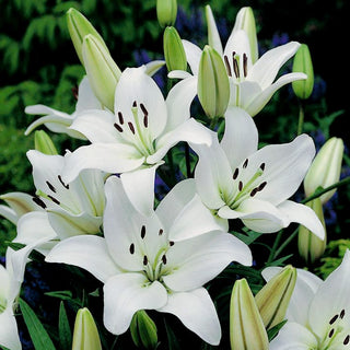Giglio asiatico - Lilium - Fiori candidi pieni di eleganza