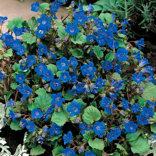 Desert Bluebells - Blue Flowers, Ideal for Borders and Along Pathways - Phacelia campanularia - Premium Seeds