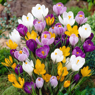Crocus a fiore grande - Mix - Miscela colorata di fiori primaverili - 10 bulbi