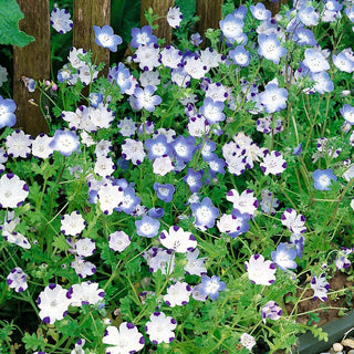Baby Blue Eyes Mixed - Abundant Blooming, Easy to Grow, Perfect for Borders - Nemophila sp. - Premium Seeds