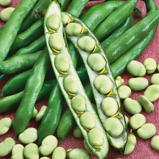 Fava - White Windsor - Fava bianca tradizionale varietà collaudata - 500 g
