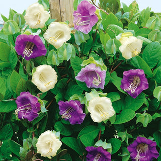 Cup-and-Saucer Vine Mixed - Unique Climber, Extra Beautiful and Fast-Growing - Cobaea scandens - Premium Seeds