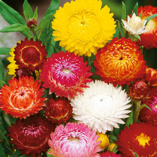 Strawflower Mixed - Showy Flowers, Long Blooming Period - Helichrysum bracteatum - Premium Seeds