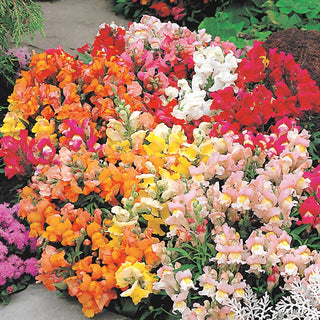 Dwarf Snapdragon Mixed - Multicoloured Flowers, Ideal for Edging and Borders - Antirrhinum majus - Premium Seeds