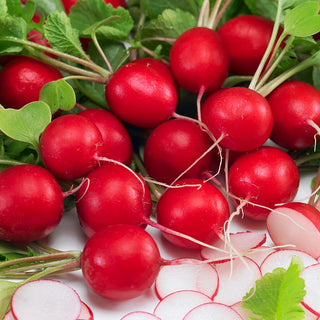 BIO Ravanello Saxa 2 - Popolare, succoso e delicato - Busta Grande - 100 g