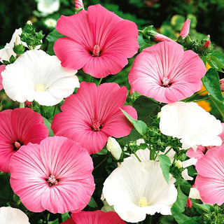 Lavatera Mixed - Large White and Pink Flowers, Ideal for Tall Borders - Lavatera trimestris - Premium Seeds