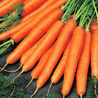 Carota Olympus - Rese elevate, ideale per la trasformazione - Busta Grande - 50 g