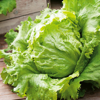 Iceberg Lettuce Tarzan - Large Heads up to 1 kg, Easy to Grow, Fresh and Crunchy - Premium Seeds