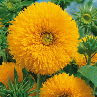 Girasole Sungold Tall - Fiori unici simili a pompon - Helianthus annuus - Busta Gigante - 100 g