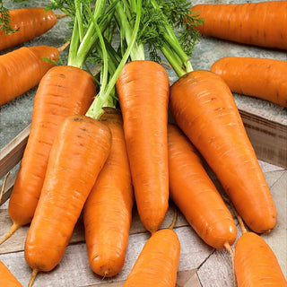 Carrot Chantenay - Conical, Dark Orange, Easy to Grow, Rich in Vitamins - Premium Seeds