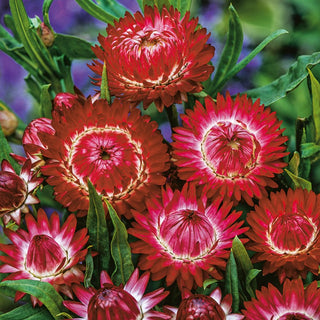 Strawflower Red - Fiery Beauty of the Garden, Timeless Bouquet Decoration - Helichrysum bracteatum - Premium Seeds