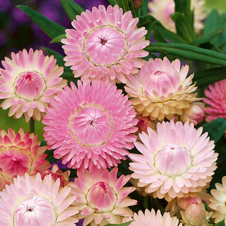 Strawflower Pink - Shiny Flowers, Durable, Perfect for Dry Bouquets - Helichrysum bracteatum - Premium Seeds