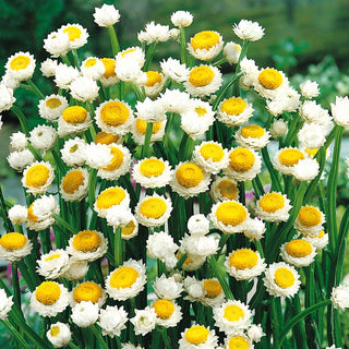 Winged Everlasting - White and Yellow Flowers, Ideal for Borders and Dry Bouquets - Ammobium alatum - Premium Seeds