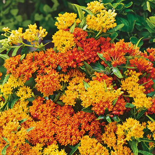 Butterfly Weed - Beautifully Fragrant Flowers Attracting Butterflies - Asclepias tuberosa - Premium Seeds