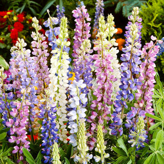 Lupin Annual Mixed - Easy to Grow, Blooms All Summer, Striking Border Decoration - Lupinus hartwegii - Premium Seeds