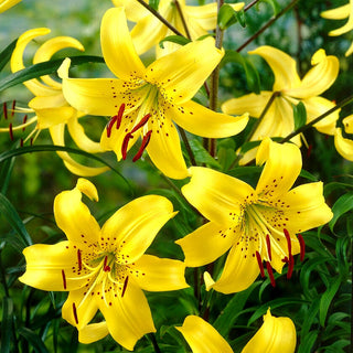 Giglio tigrato - Yellow Tiger - Lilium - Attira lo sguardo e ravviva le aiuole