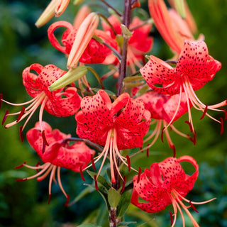Giglio tigrato - Red Tiger - Lilium - Colori intensi, accento marcato