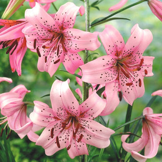 Giglio tigrato - Pink Tiger - Lilium - Rosa intenso per le aiuole estive