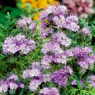 Lacy Phacelia - Enriches Soil with Nitrogen, Frost-Resistant, Perfect for Green Fodder - Phacelia tanacetifolia - Premium Seeds