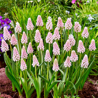 Muscari - Pink Sunrise - Fascino naturale in piccolo formato